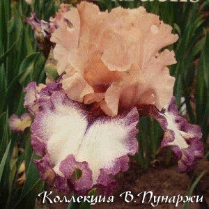 all by desigh(ghio`16)